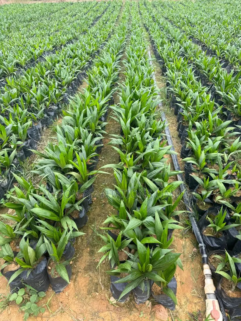 Hybrid Oil Palm Seedlings