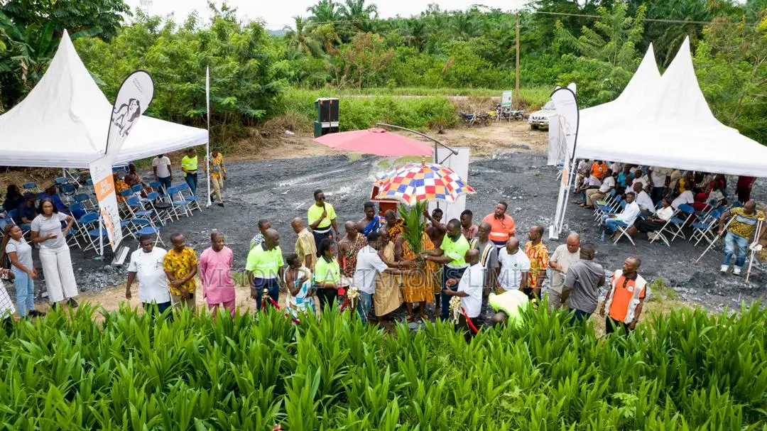 Hybrid Oil Palm Seedlings