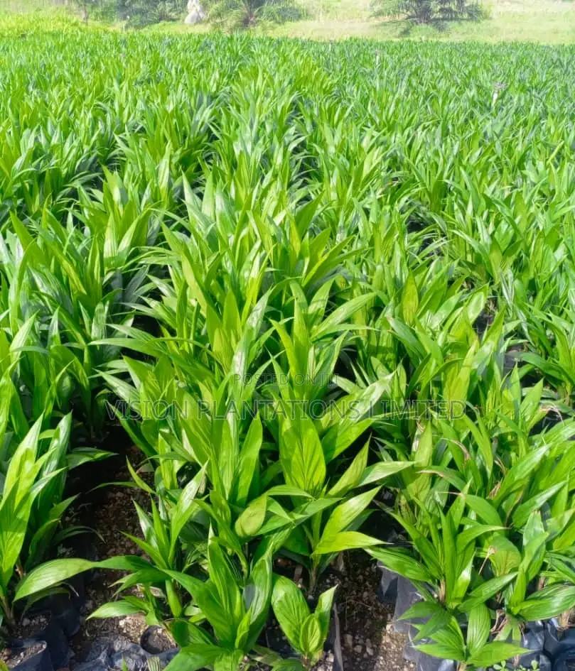 Hybrid Oil Palm Seedlings