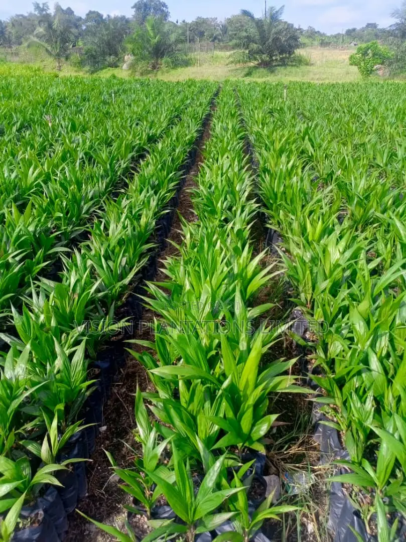 Hybrid Oil Palm Seedlings