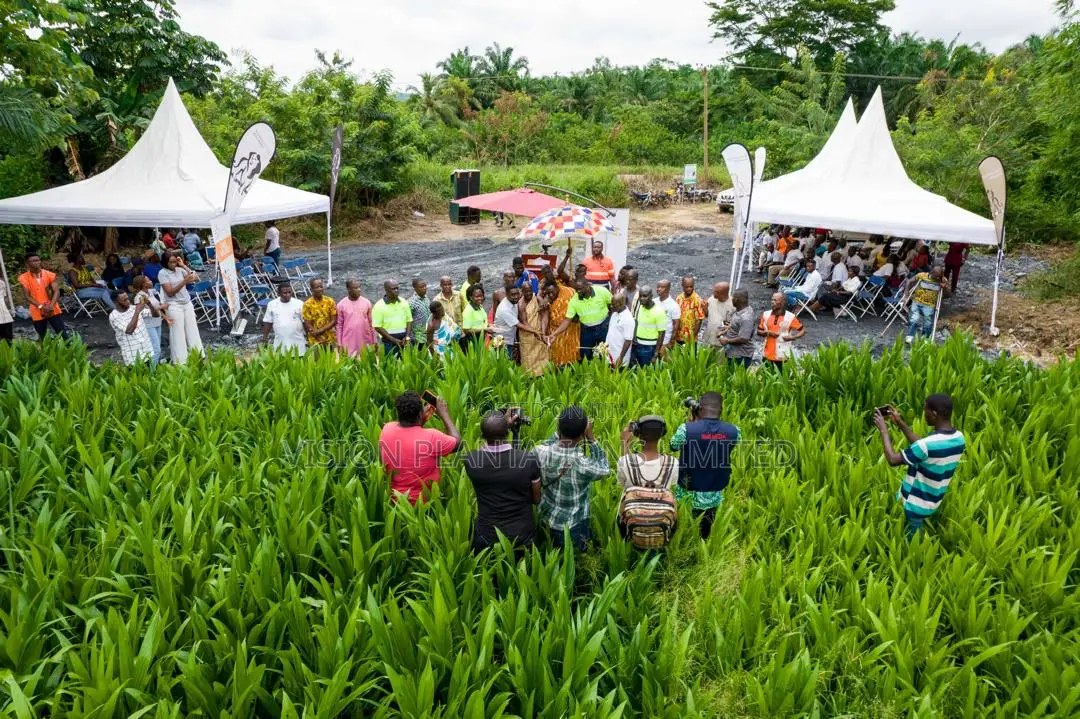 Hybrid Oil Palm Seedlings