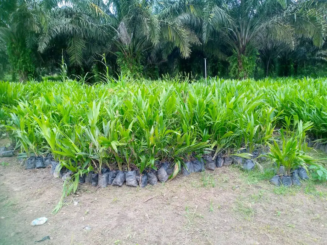 Hybrid Oil Palm Seedlings