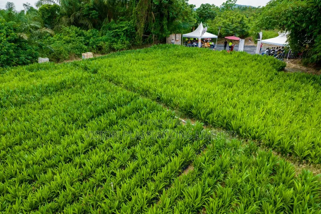 Hybrid Oil Palm Seedlings