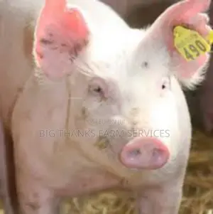 Tags For Pigs Etc