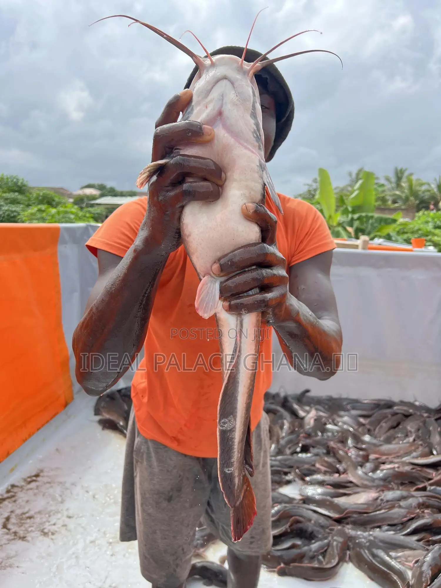Big Catfishes 1kg - 2kg