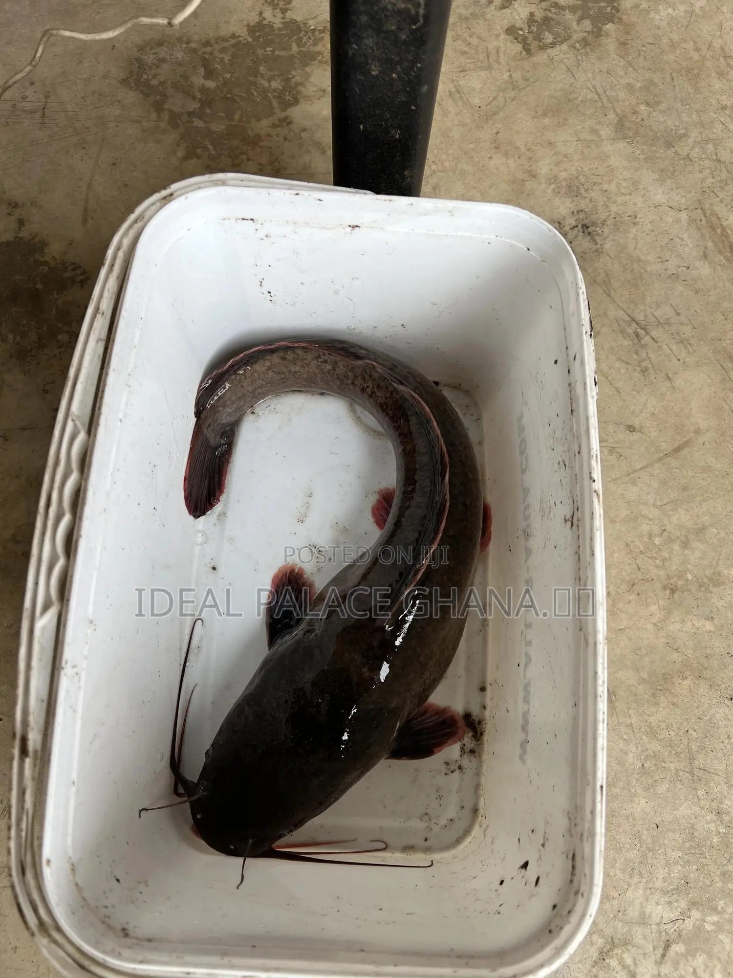 Catfishes Available ( 1kg - 4kg ) At Ideal Palace Farms