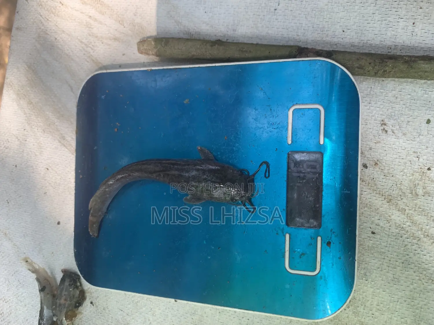 Jumbo Catfish
