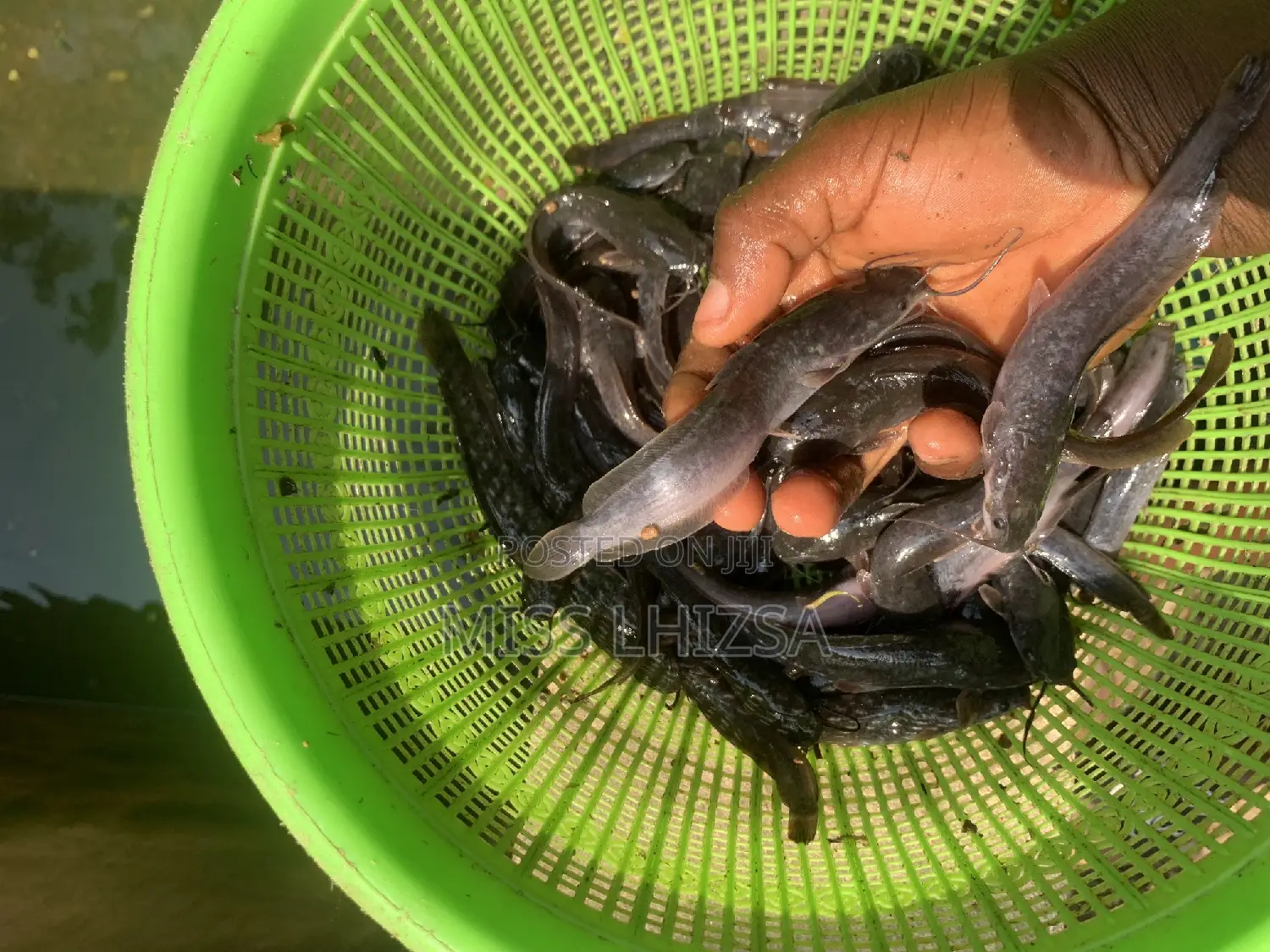 Jumbo Catfish