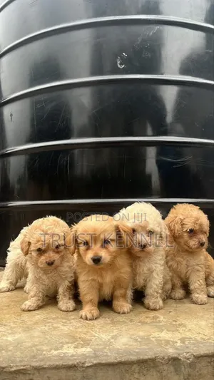 1-3 months Male Purebred Poodle