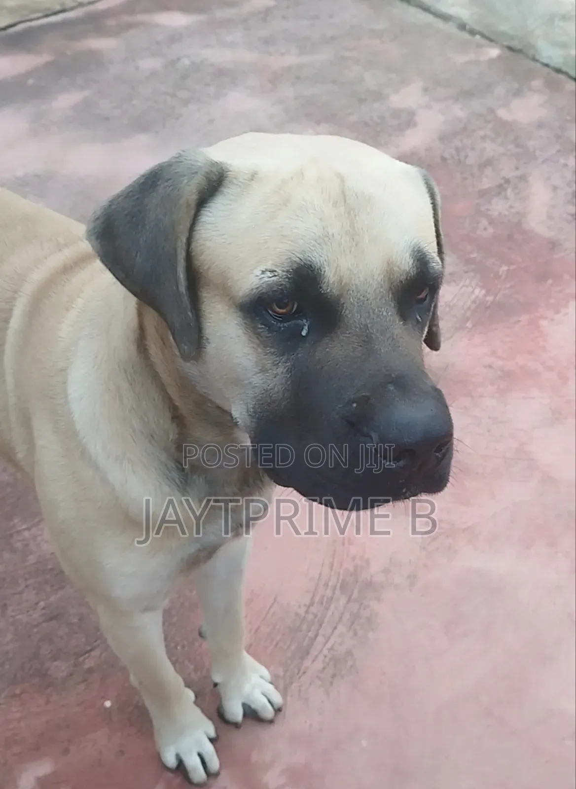 1+ year Male Purebred Boerboel