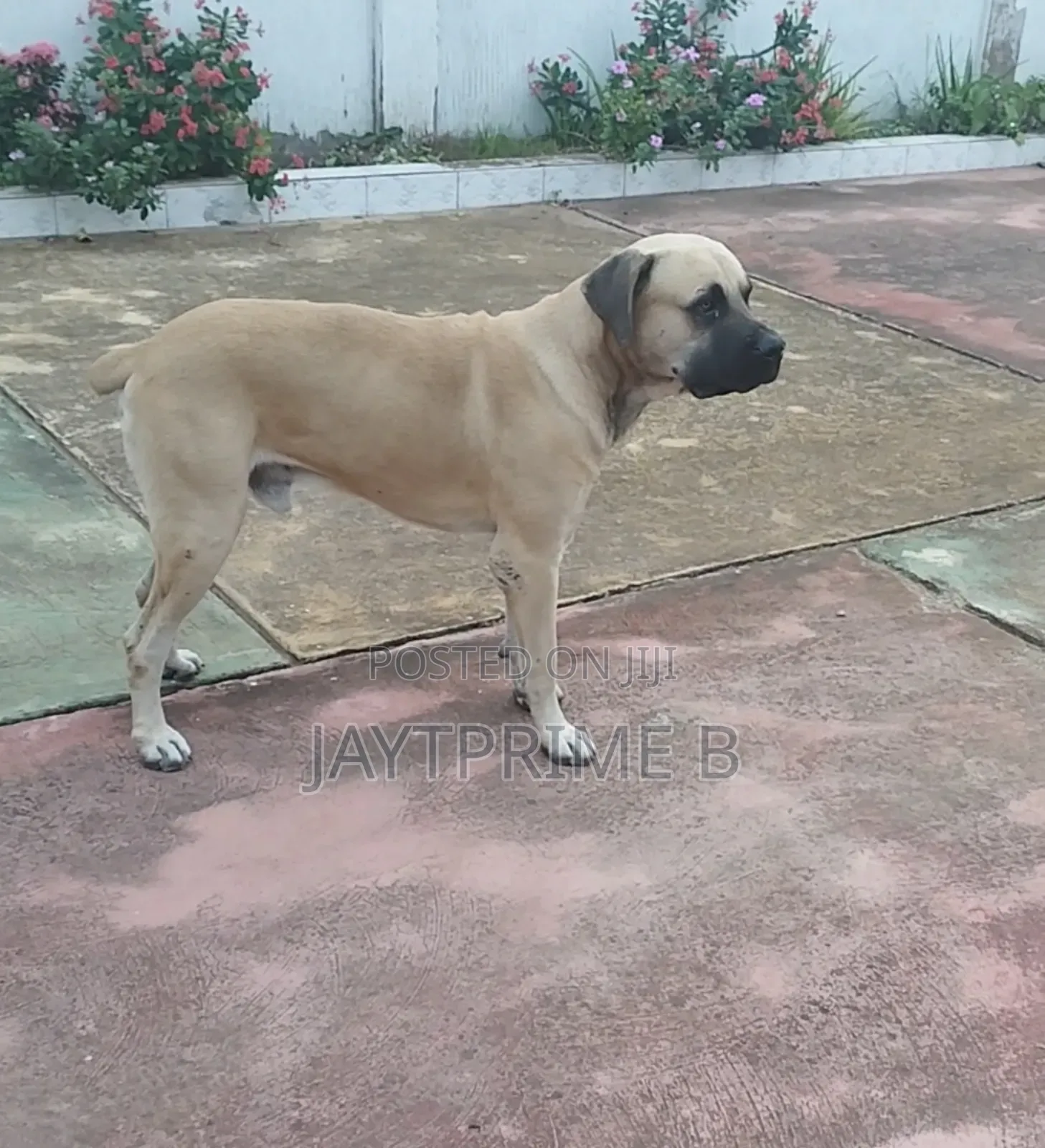1+ year Male Purebred Boerboel