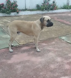 1+ year Male Purebred Boerboel