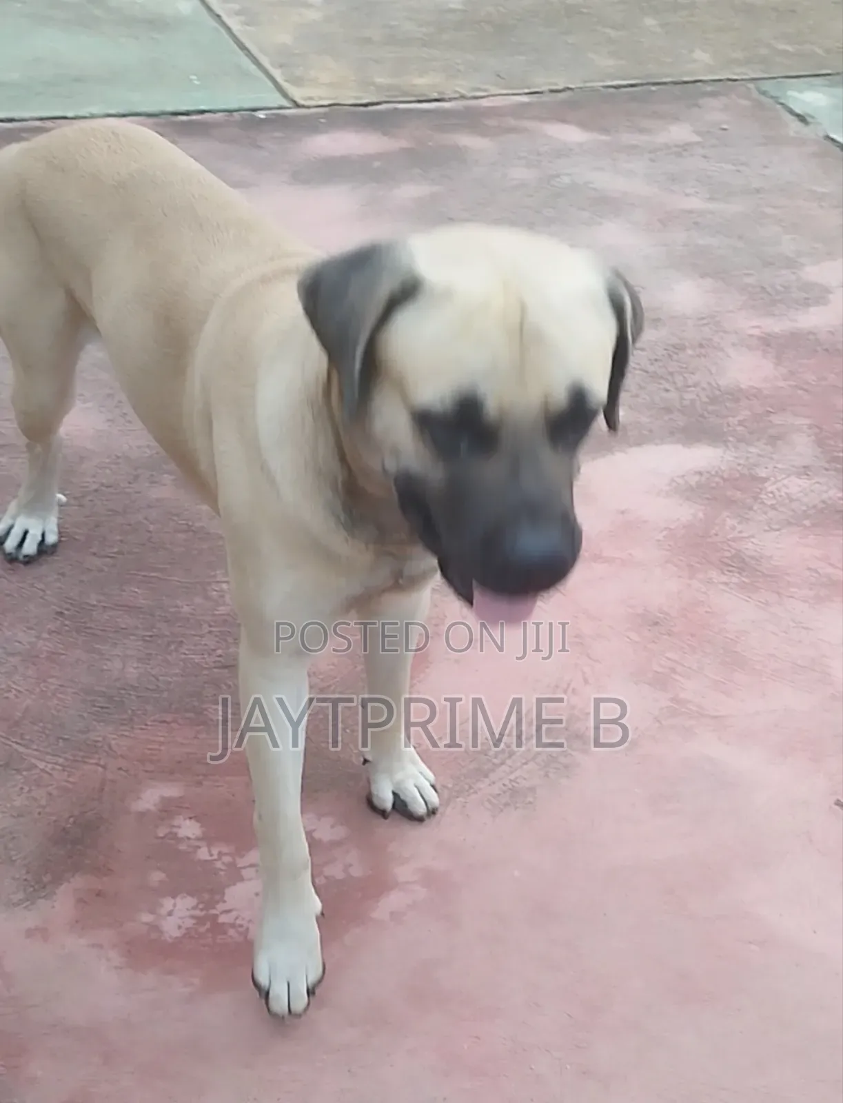 1+ year Male Purebred Boerboel