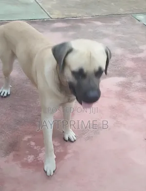 1+ year Male Purebred Boerboel