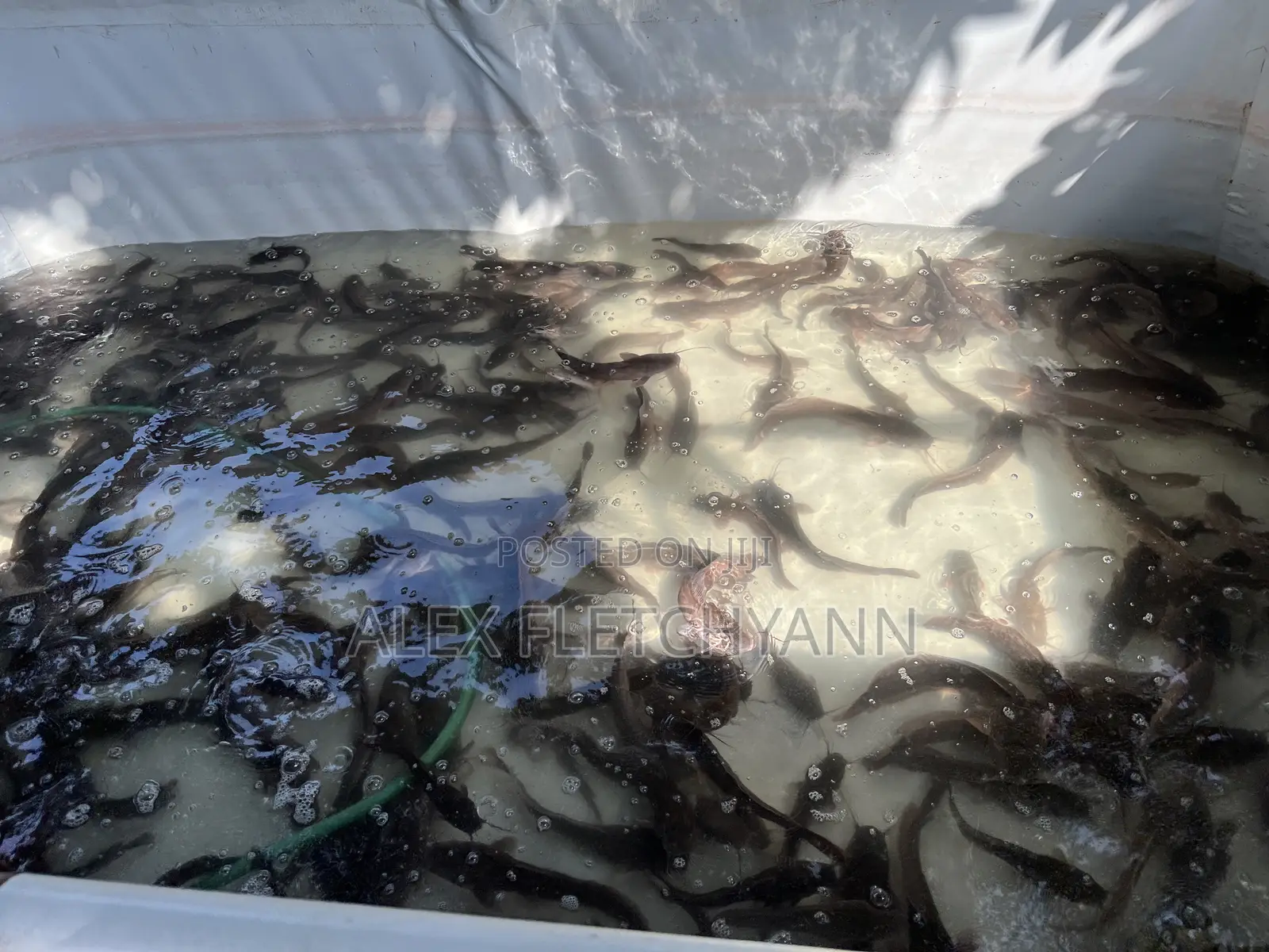 Tarpaulin Fish Tank