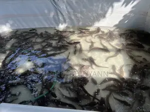 Tarpaulin Fish Tank