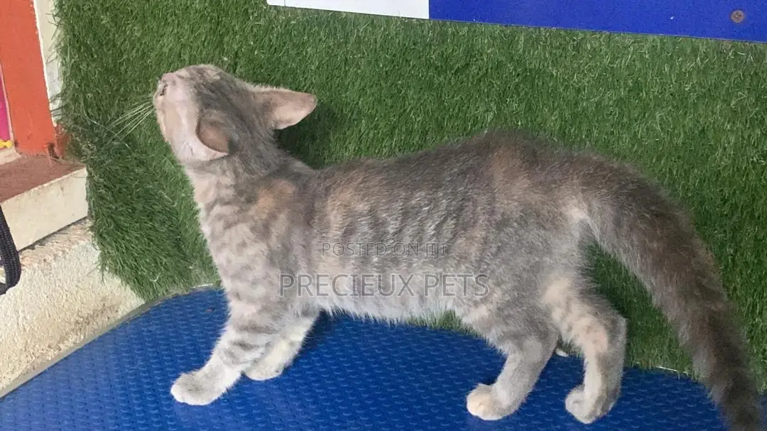 1-3 months Female Mixed Breed Turkish Angora