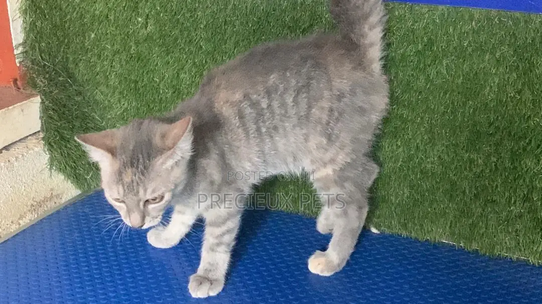 1-3 months Female Mixed Breed Turkish Angora