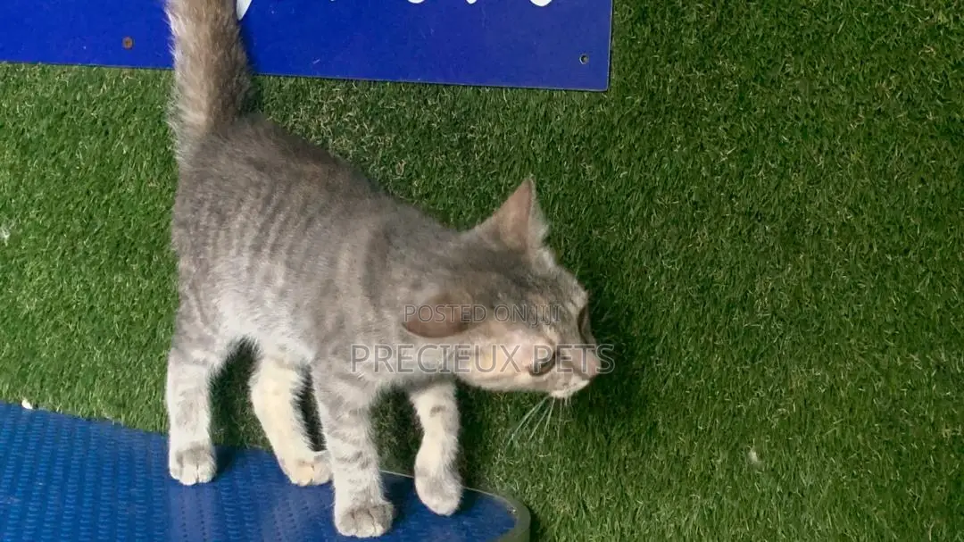 1-3 months Female Mixed Breed Turkish Angora