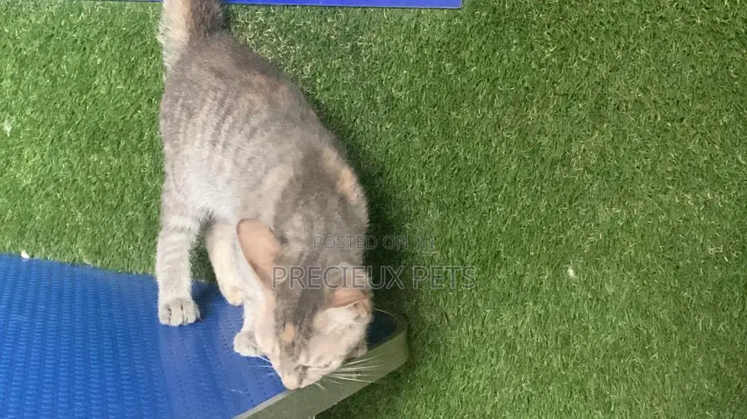1-3 months Female Mixed Breed Turkish Angora
