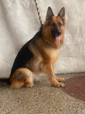 1+ year Female Purebred German Shepherd