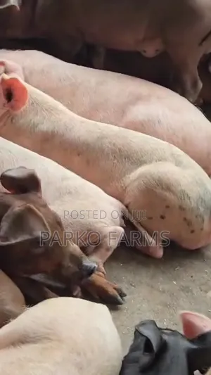 Sales! - Cross Breed, Mixed Duroc and Large White