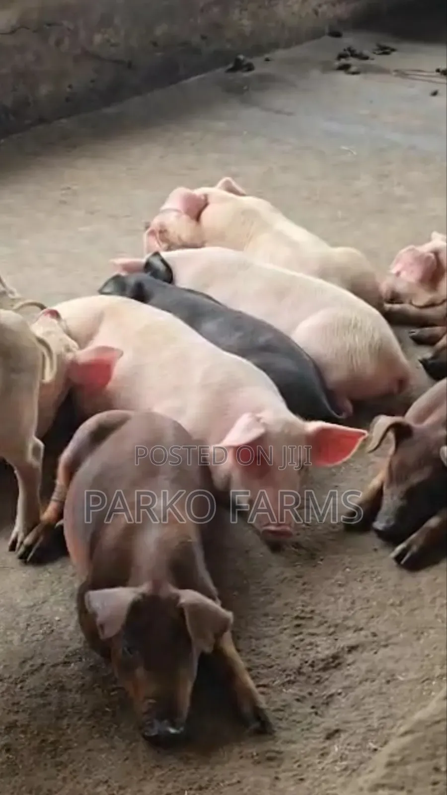 Sales! - Cross Breed, Mixed Duroc and Large White