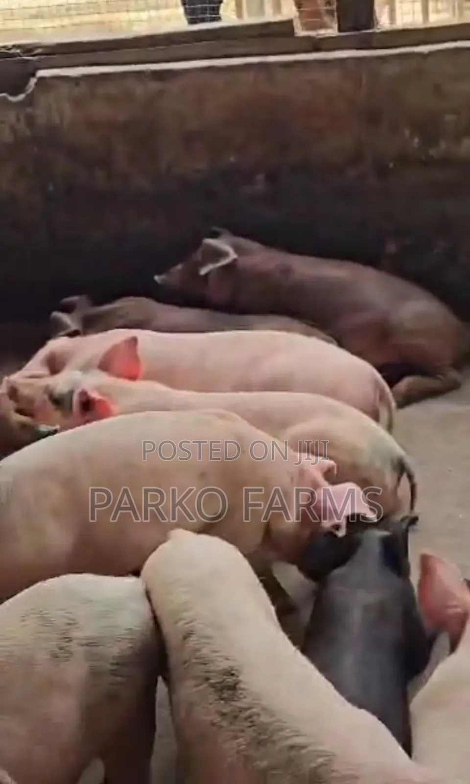 Sales! - Cross Breed, Mixed Duroc and Large White