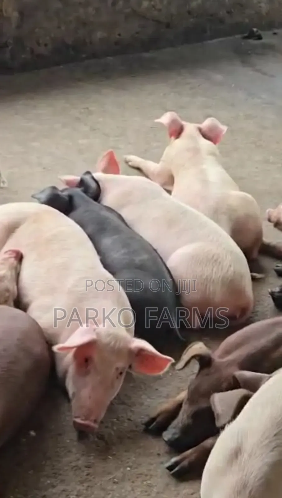 Sales! - Cross Breed, Mixed Duroc and Large White