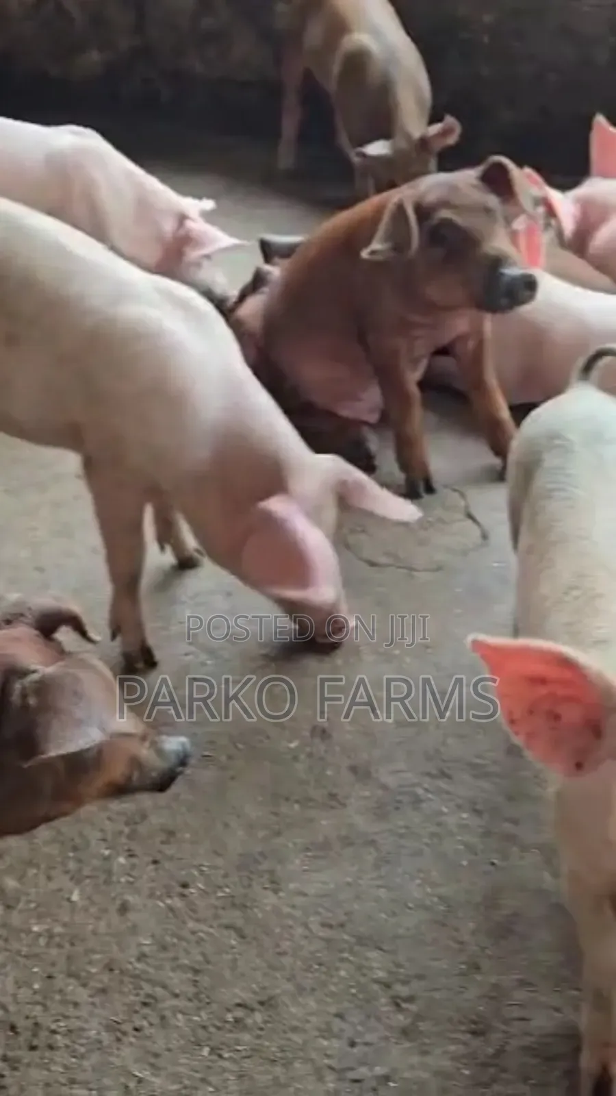 Sales! - Cross Breed, Mixed Duroc and Large White