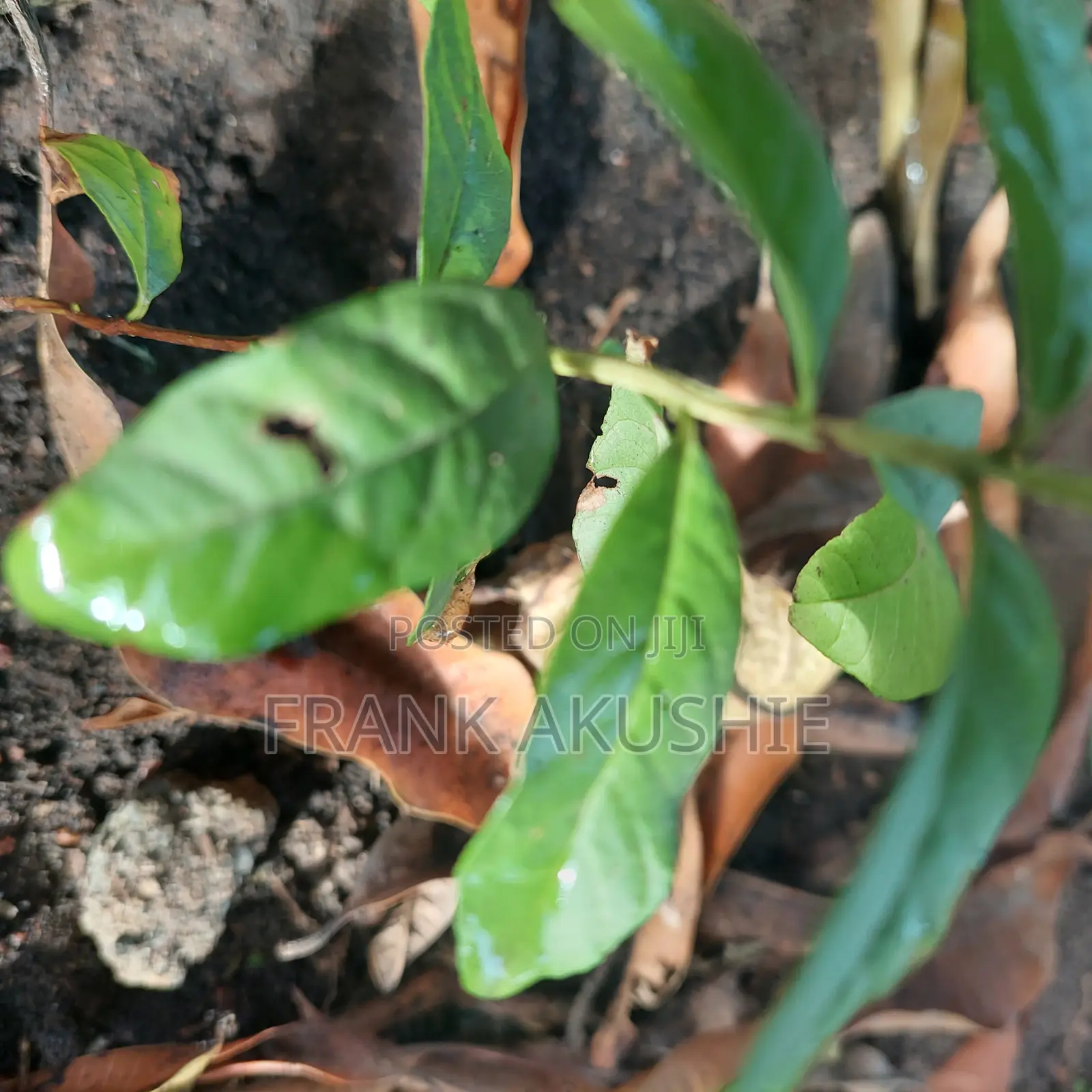 Oil Palm, Moringa , Dandelion, Soursop, Aloe Vera.