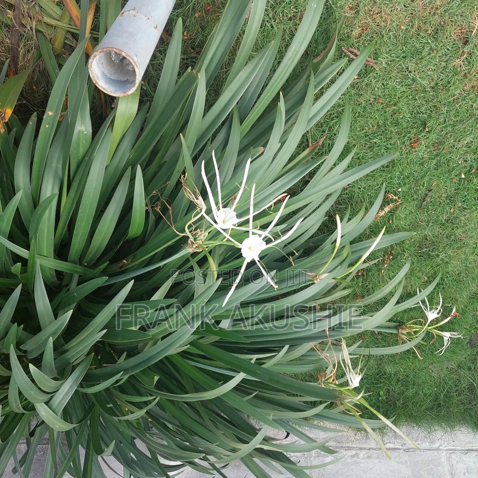 Oil Palm, Moringa , Dandelion, Soursop, Aloe Vera.