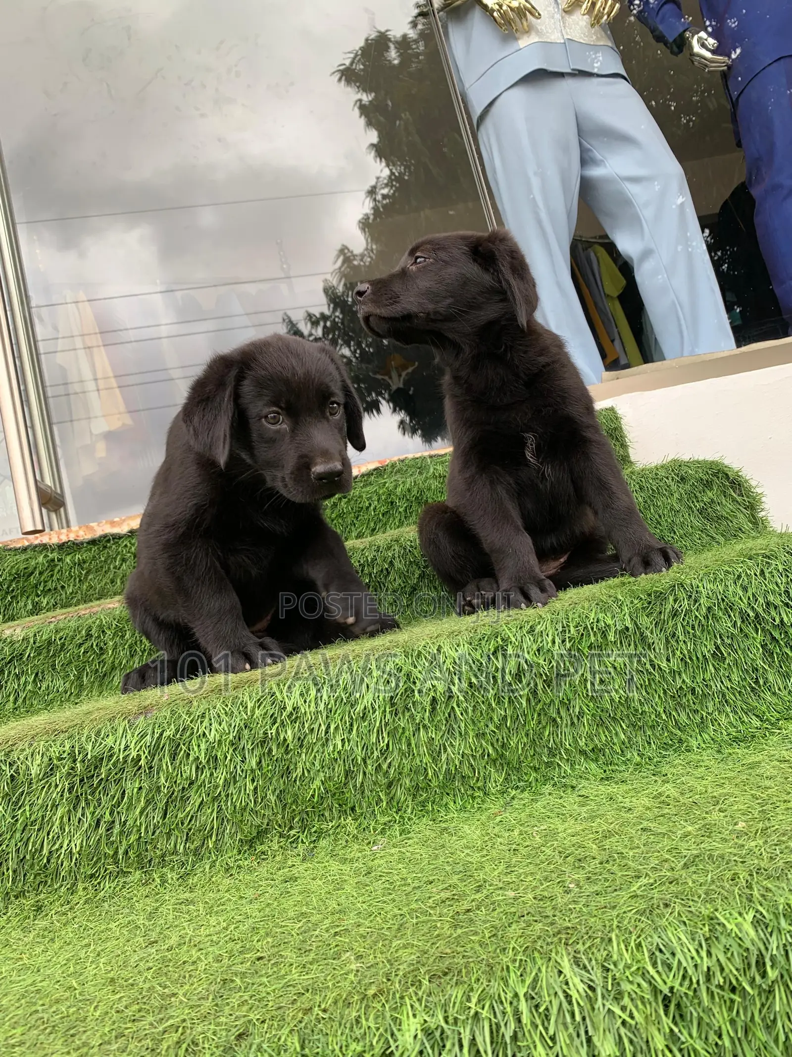 1-3 months Male Purebred Labrador Retriever