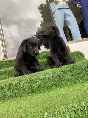 1-3 months Male Purebred Labrador Retriever