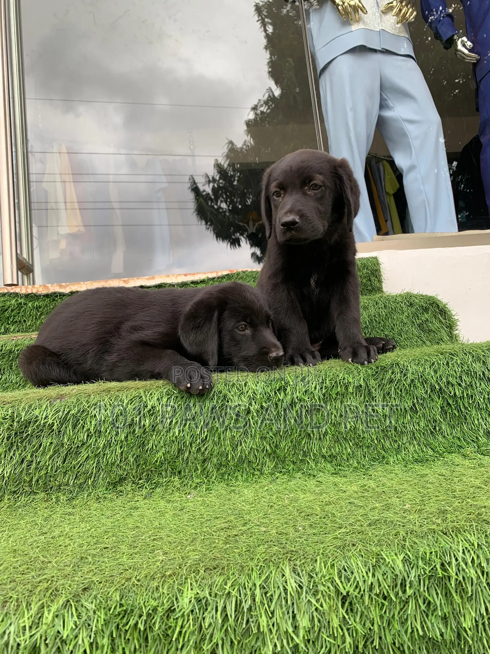 1-3 months Male Purebred Labrador Retriever