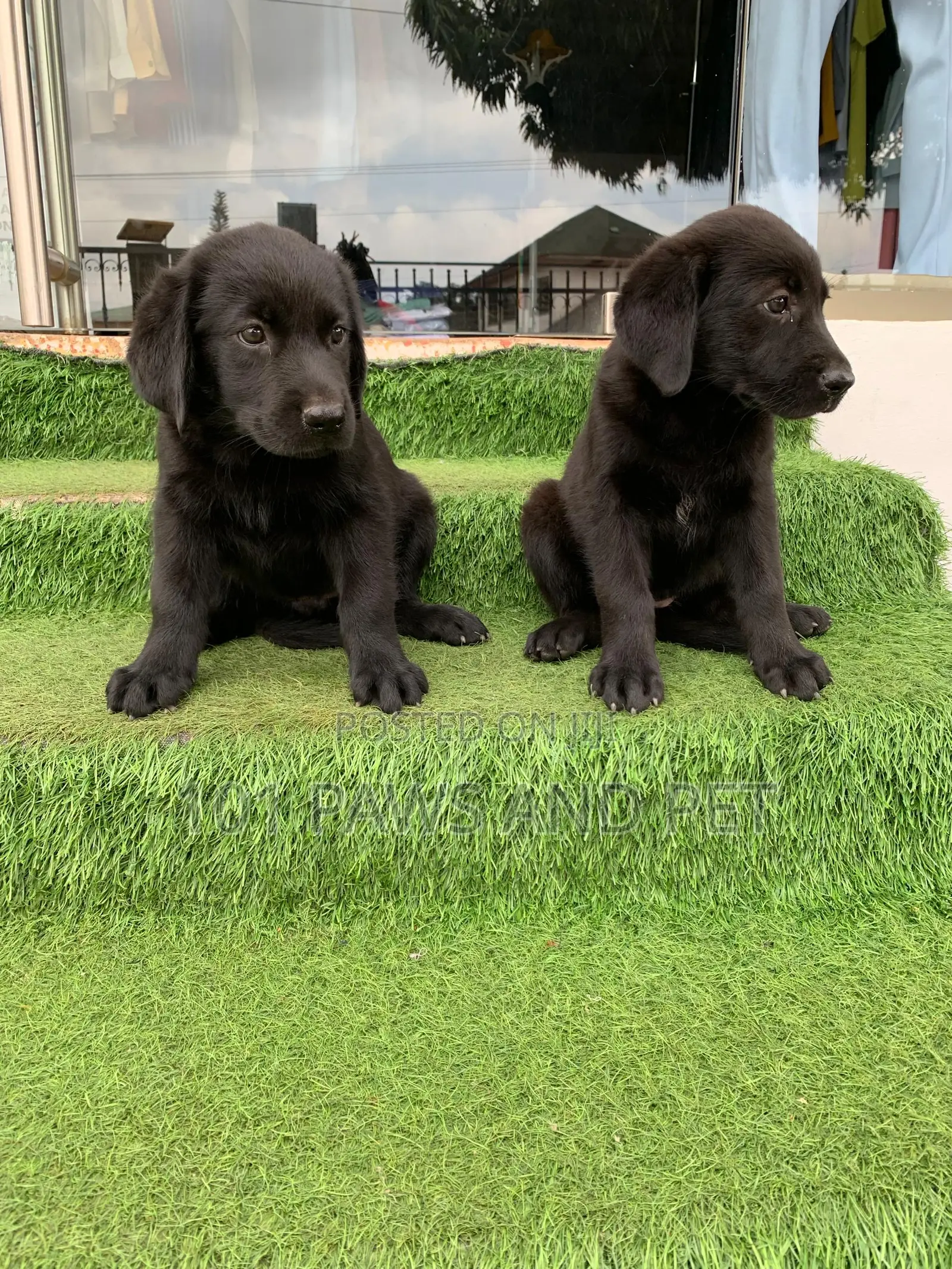 1-3 months Male Purebred Labrador Retriever