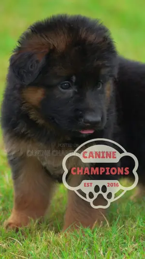 1-3 months Female Purebred German Shepherd