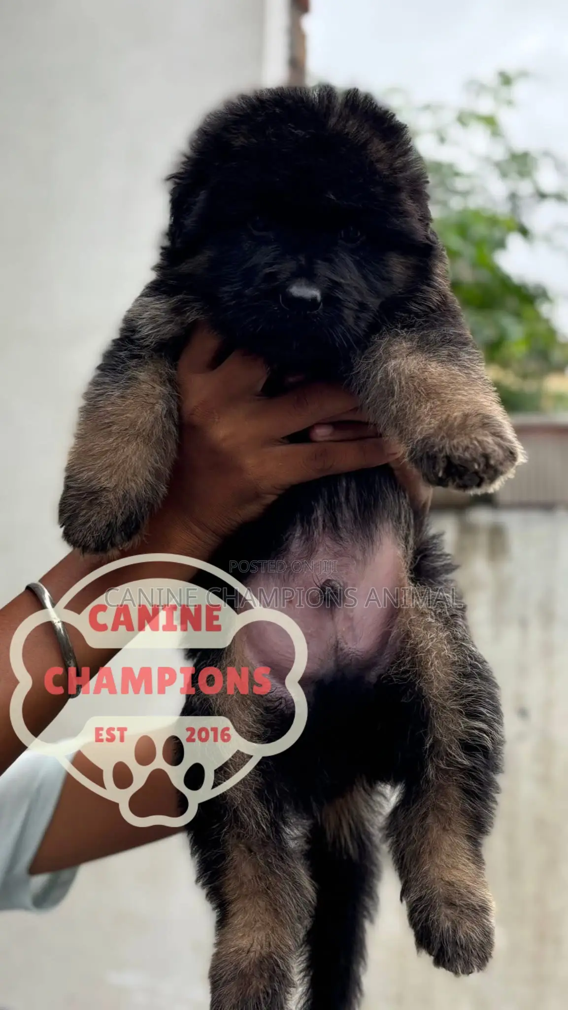 1-3 months Female Purebred German Shepherd