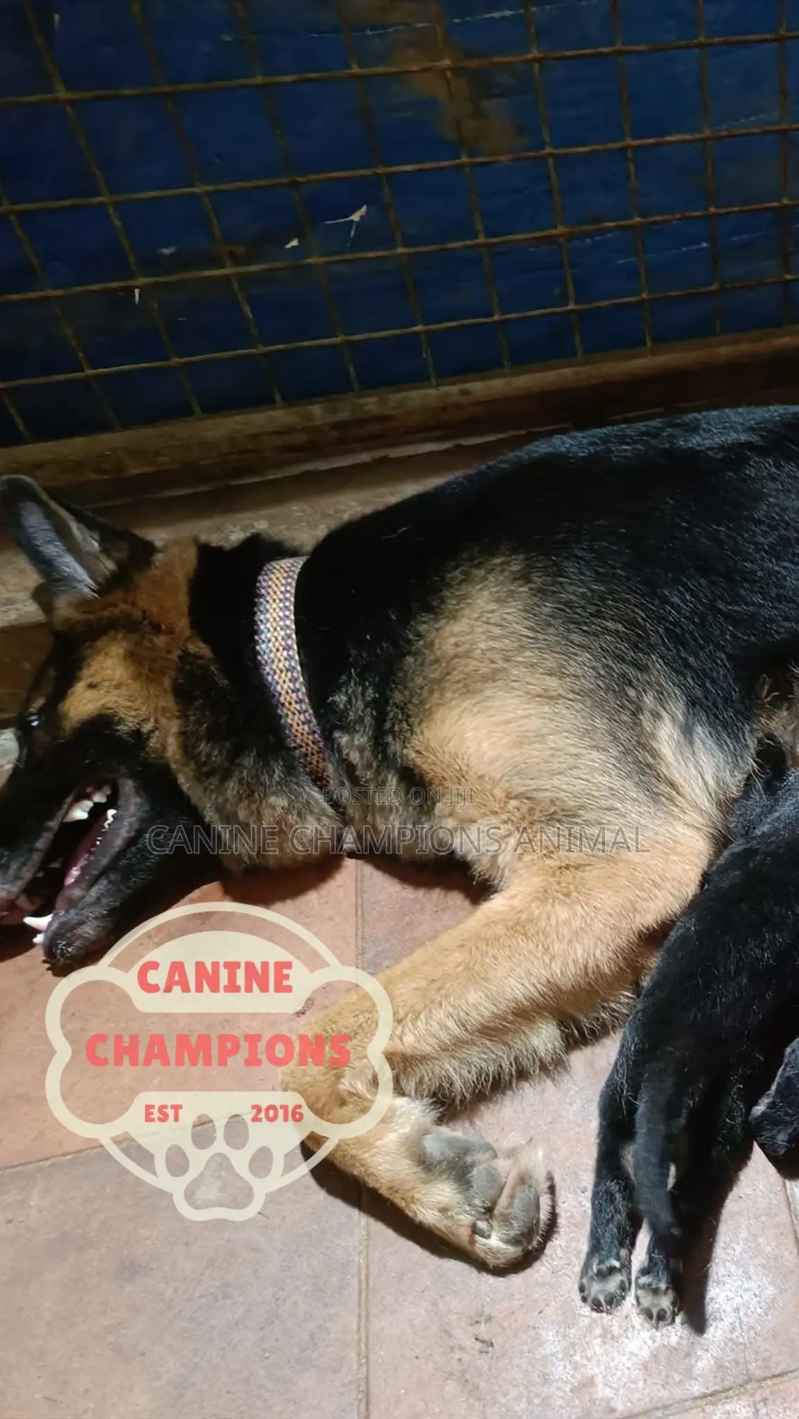 1-3 months Female Purebred German Shepherd