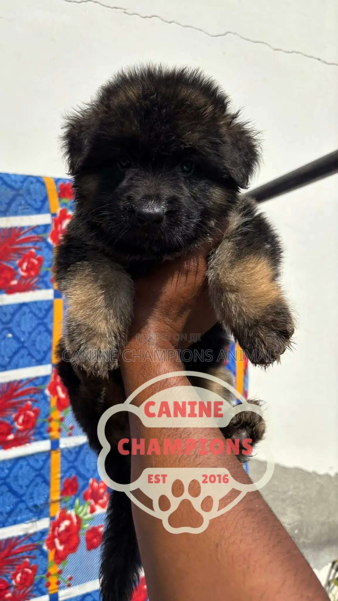 1-3 months Female Purebred German Shepherd