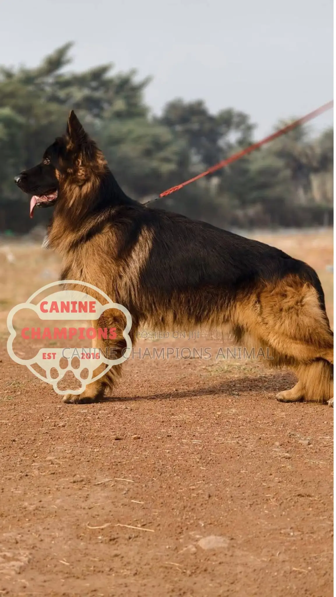 1-3 months Female Purebred German Shepherd