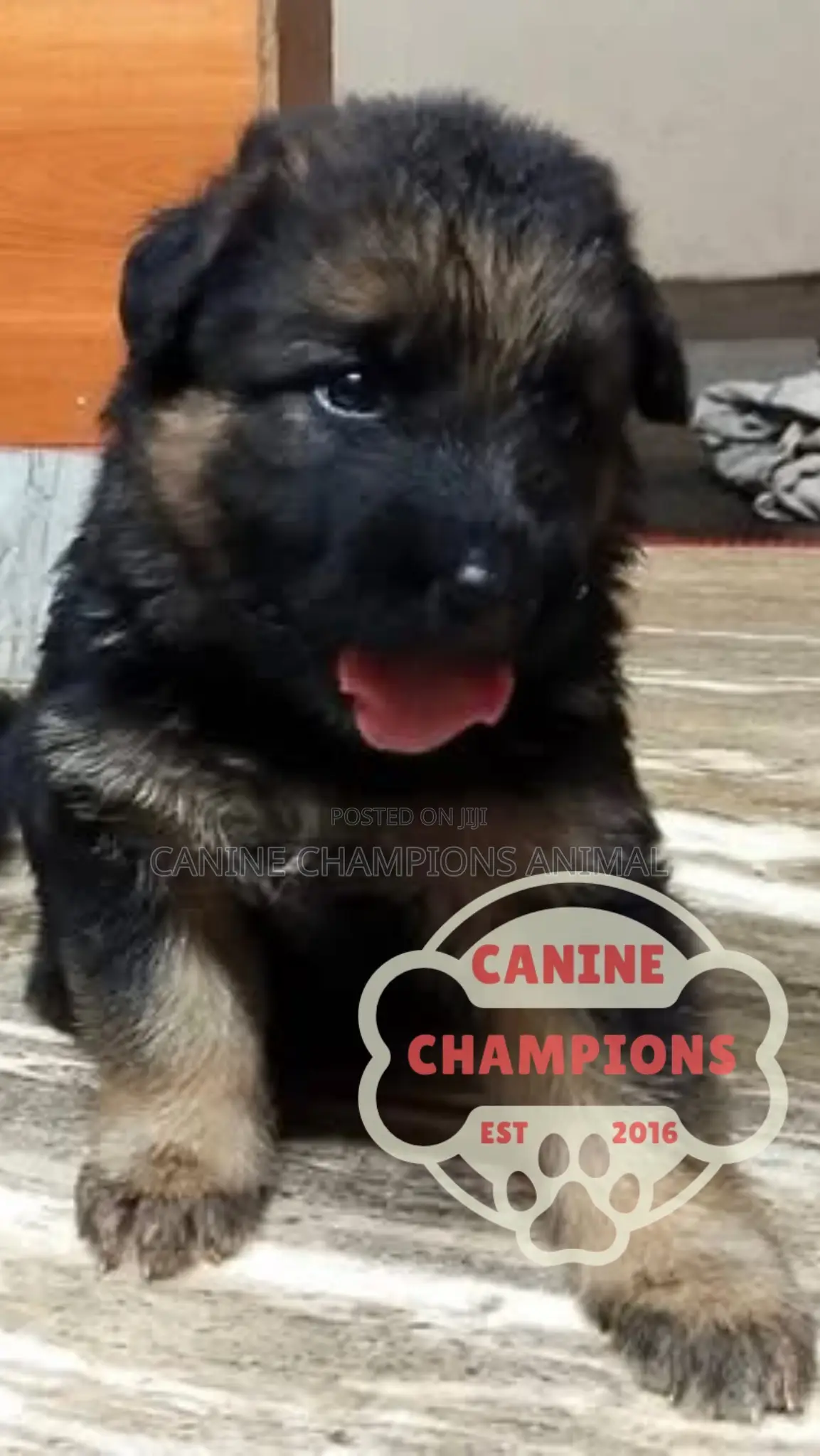 1-3 months Female Purebred German Shepherd