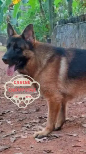 1-3 months Female Purebred German Shepherd