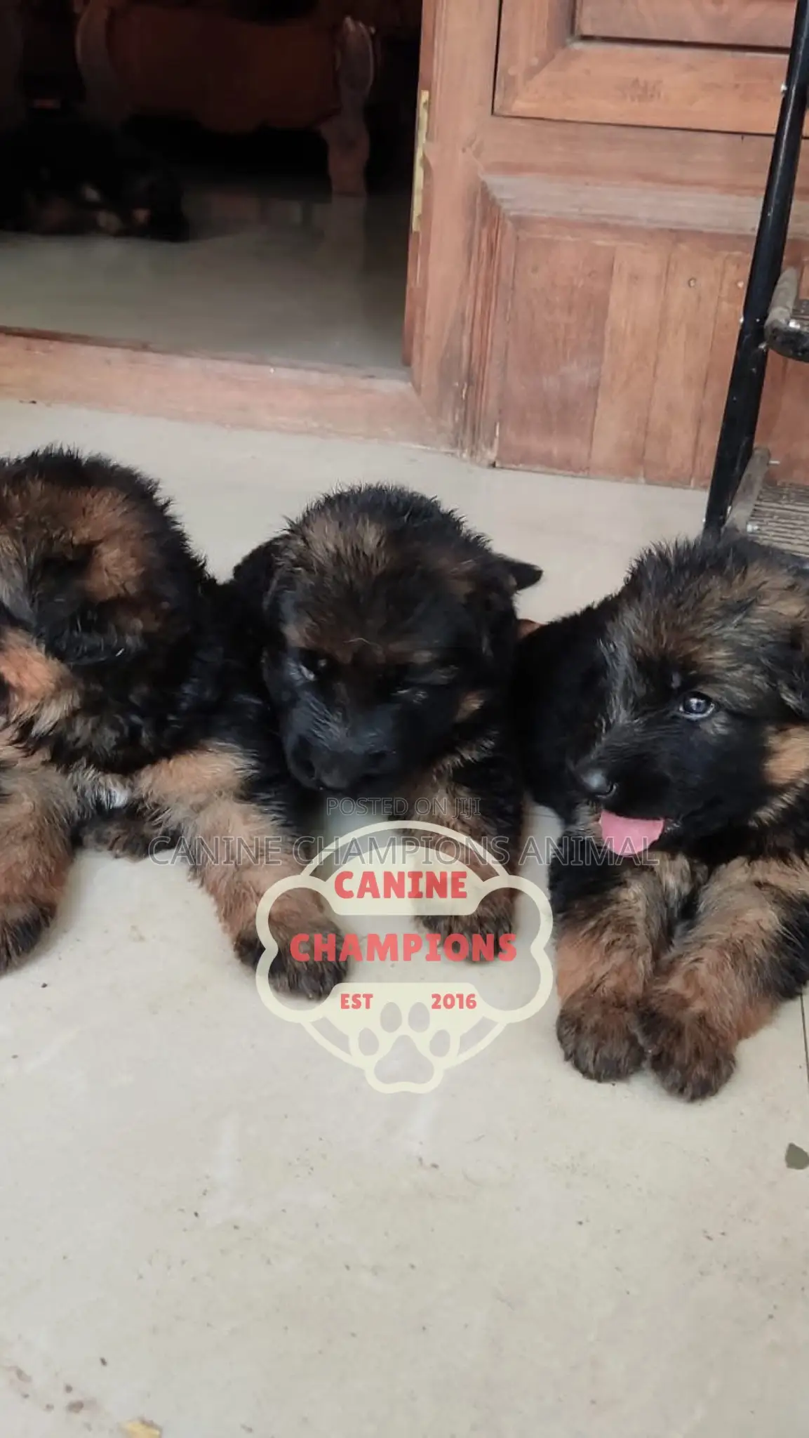 1-3 months Female Purebred German Shepherd