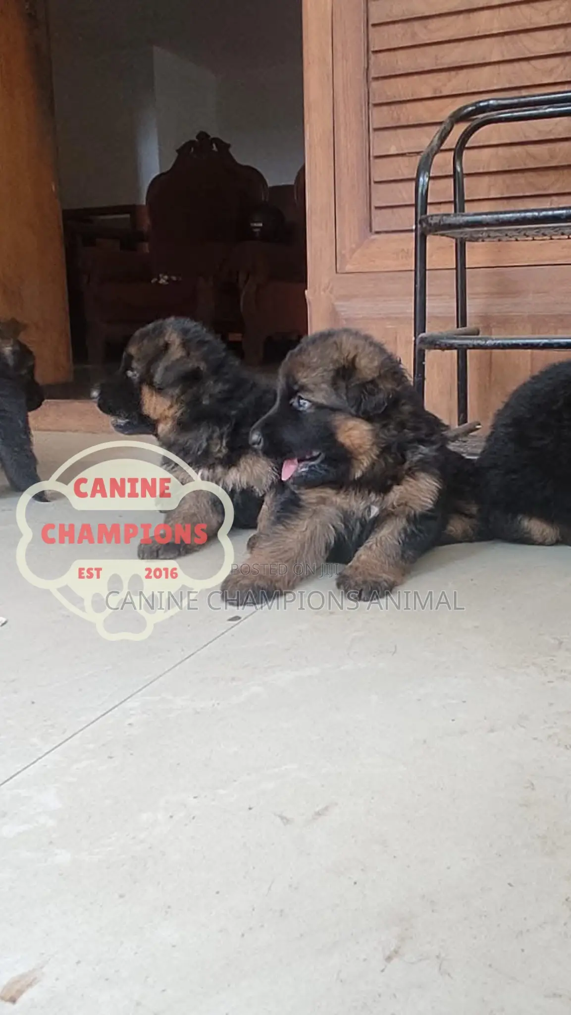 1-3 months Female Purebred German Shepherd