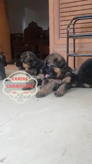 1-3 months Female Purebred German Shepherd