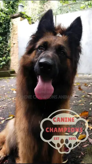 1-3 months Female Purebred German Shepherd