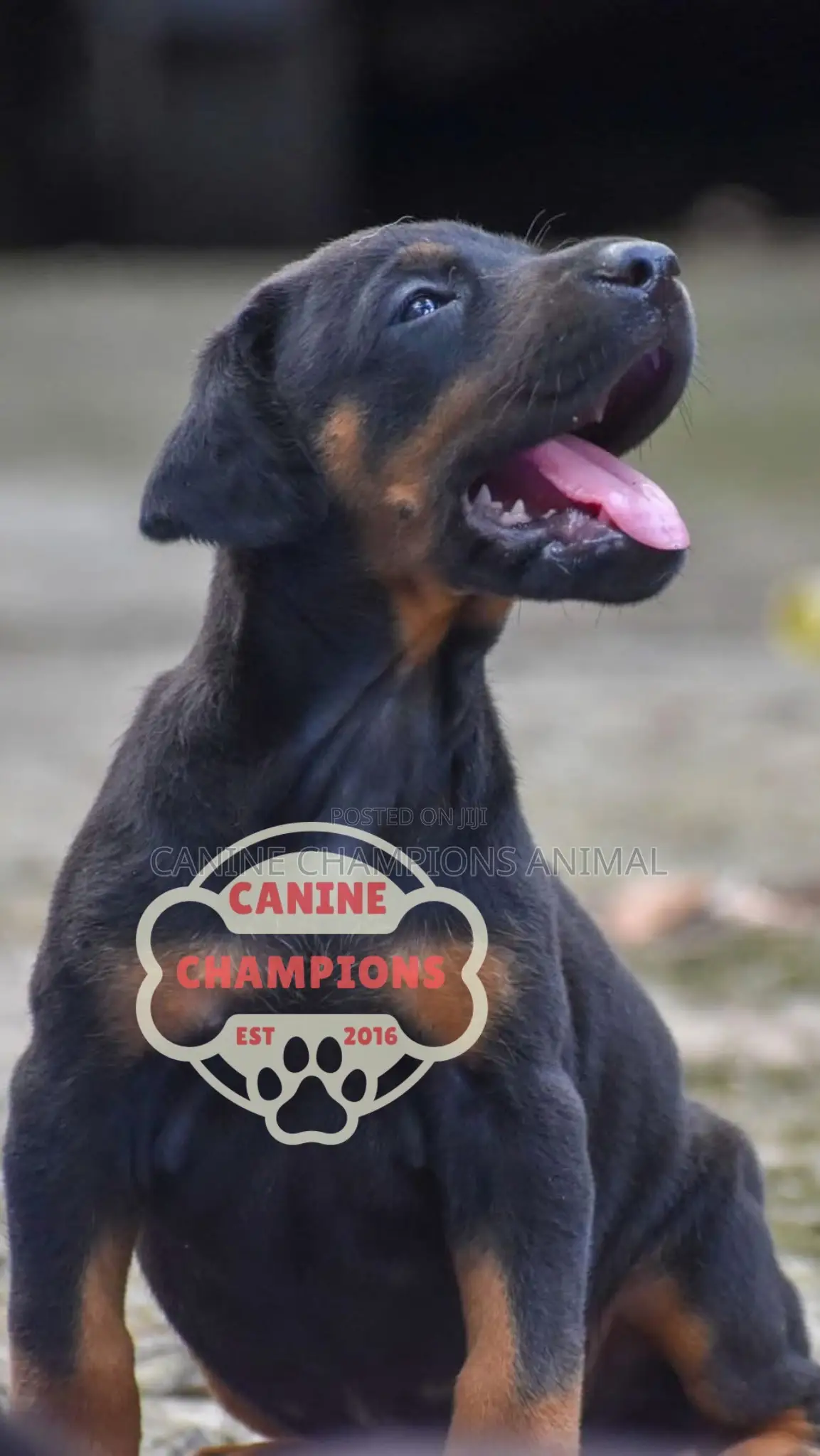 1-3 months Female Purebred Doberman Pinscher