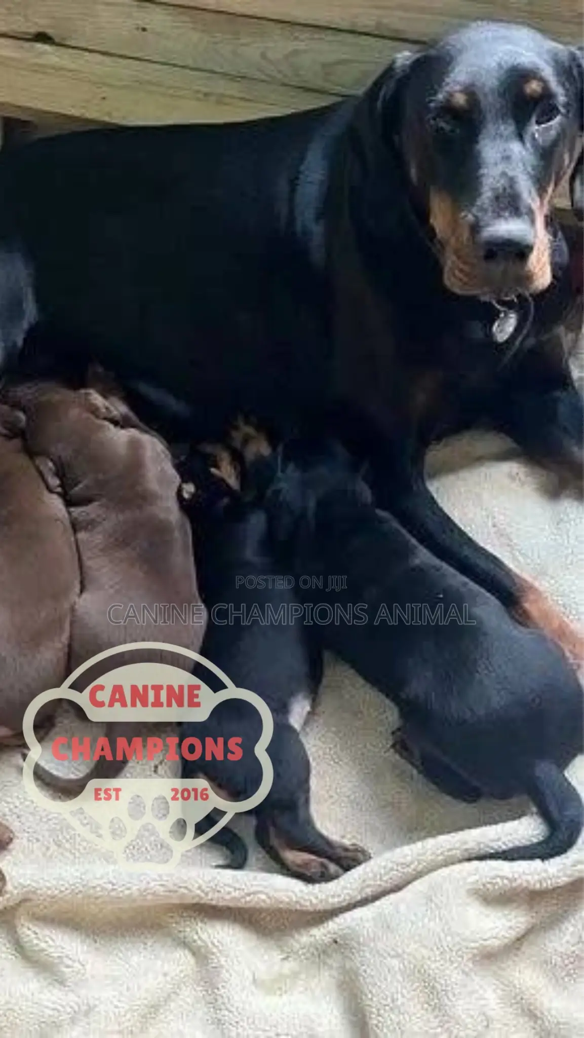 1-3 months Female Purebred Doberman Pinscher