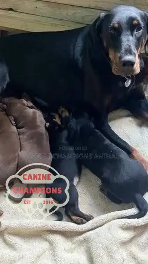 1-3 months Female Purebred Doberman Pinscher